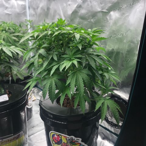 Thandie - Declared Male 7/23/2023 R.I.P growlog timeline photo