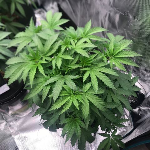 Thandie - Declared Male 7/23/2023 R.I.P growlog timeline photo