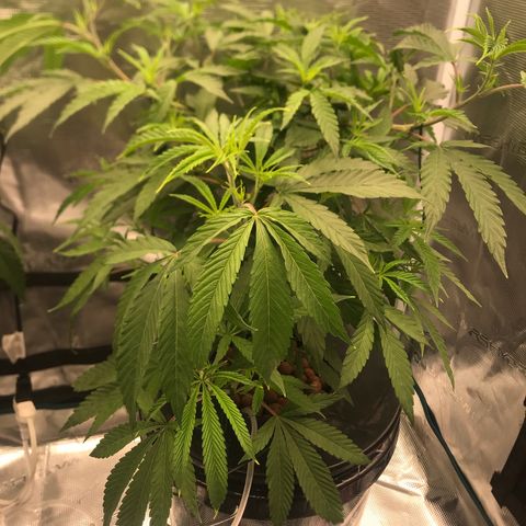Molly growlog timeline photo