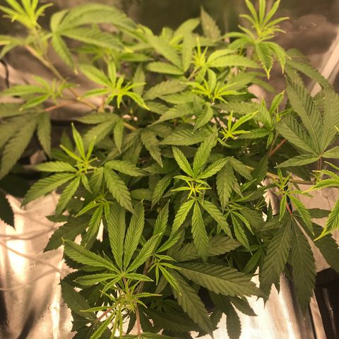 Molly growlog timeline photo