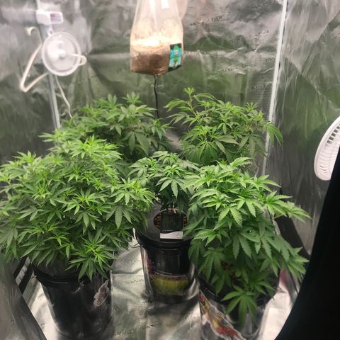 Brooke Hermied 8/8 Moved Outdoors growlog photo: Added H2O Bag and Added fan to the top of tent (Vornado) 