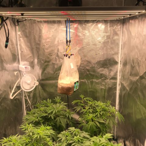 Brooke Hermied 8/8 Moved Outdoors growlog photo: Added H2O Bag and Added fan to the top of tent (Vornado) 