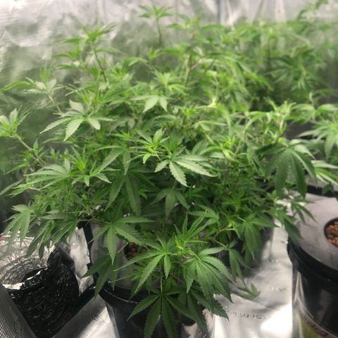 Janelle  growlog photo: Final defoliation before switching to 12/12 on 7/14