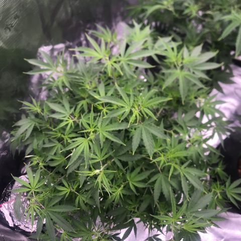 Janelle  growlog photo: Final defoliation before switching to 12/12 on 7/14