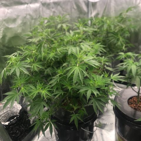 Janelle  growlog photo: Final defoliation before switching to 12/12 on 7/14