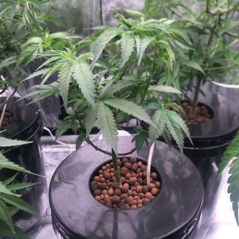 Brooke Hermied 8/8 Moved Outdoors growlog photo: Final defoliation before switching to 12/12 on 7/14