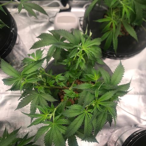 Brooke Hermied 8/8 Moved Outdoors growlog photo: Final defoliation before switching to 12/12 on 7/14
