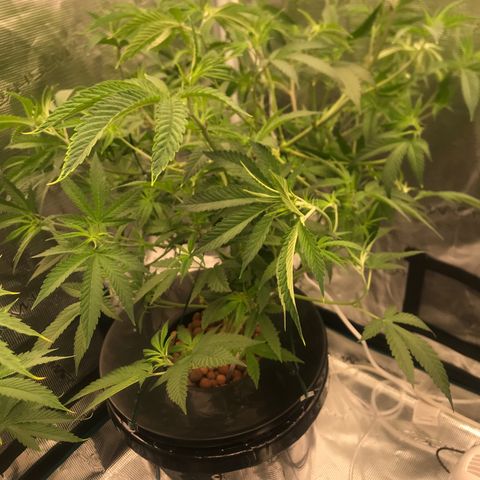 Nikki growlog photo: Final defoliation before switching to 12/12 on 7/14