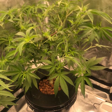 Nikki growlog photo: Final defoliation before switching to 12/12 on 7/14