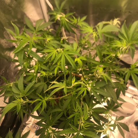 Nikki growlog photo: Final defoliation before switching to 12/12 on 7/14