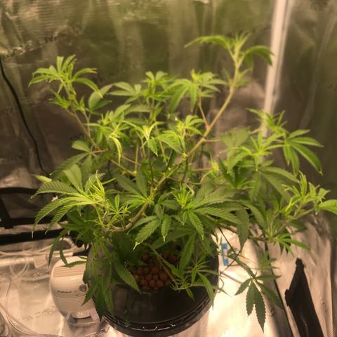 Molly growlog photo: Final defoliation before switching to 12/12 on 7/14