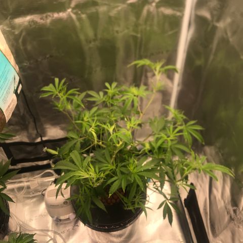 Molly growlog photo: Final defoliation before switching to 12/12 on 7/14