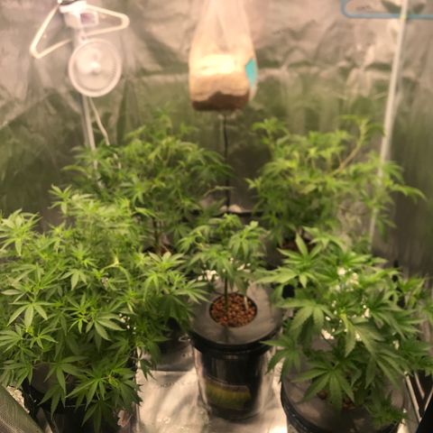 Brooke Hermied 8/8 Moved Outdoors growlog photo: After final defoliation 
