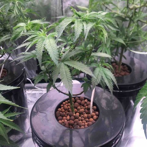 Brooke Hermied 8/8 Moved Outdoors growlog timeline photo