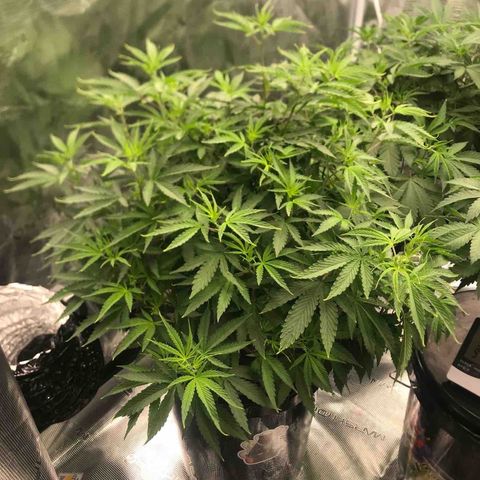 Janelle  growlog timeline photo