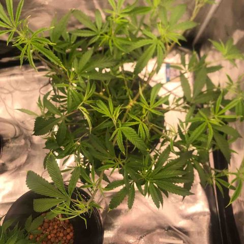 Molly growlog timeline photo