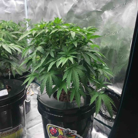 Thandie - Declared Male 7/23/2023 R.I.P growlog timeline photo