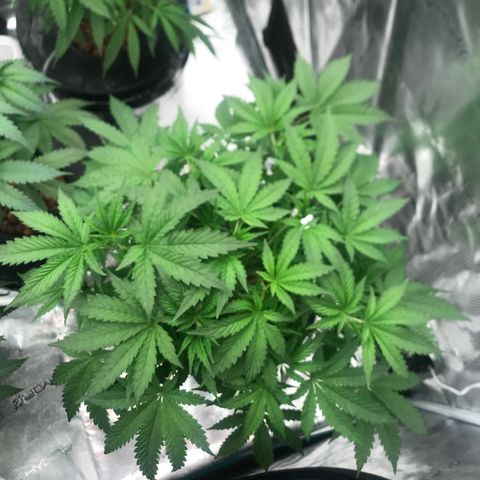Thandie - Declared Male 7/23/2023 R.I.P growlog photo: 2nd Day after Defoliation