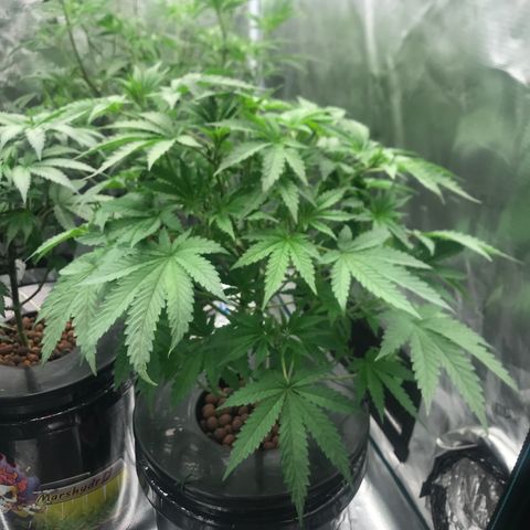 Thandie - Declared Male 7/23/2023 R.I.P growlog photo: 2nd Day after Defoliation