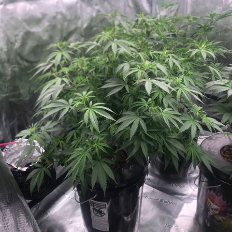 Janelle  growlog photo: 2nd Day after Defoliation