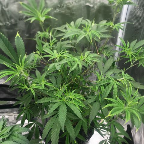 Molly growlog photo: 2nd Day after Defoliation