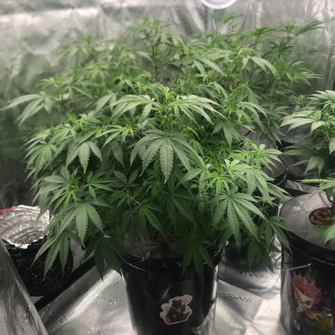 Janelle  growlog photo: 2nd Day after Defoliation
