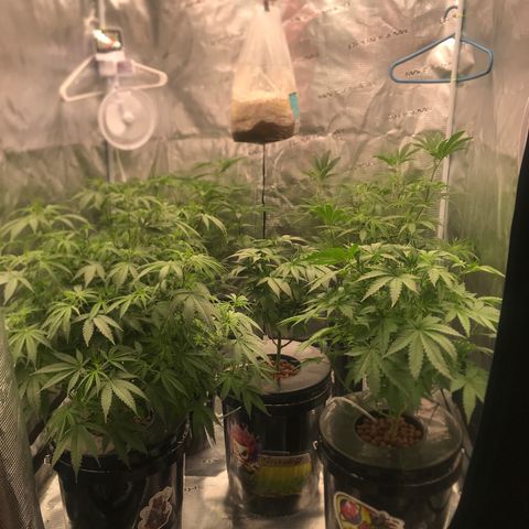Brooke Hermied 8/8 Moved Outdoors growlog photo: 2nd Day after Defoliation