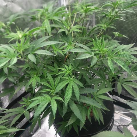Nikki growlog photo: 2nd Day after Defoliation