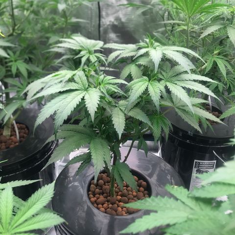 Brooke Hermied 8/8 Moved Outdoors growlog photo: 2nd Day after Defoliation