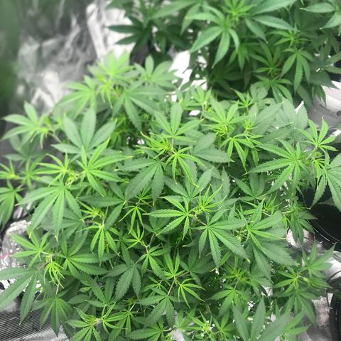 Janelle  growlog photo: 2nd Day after Defoliation