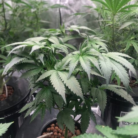 Brooke Hermied 8/8 Moved Outdoors growlog photo: 2nd Day after Defoliation
