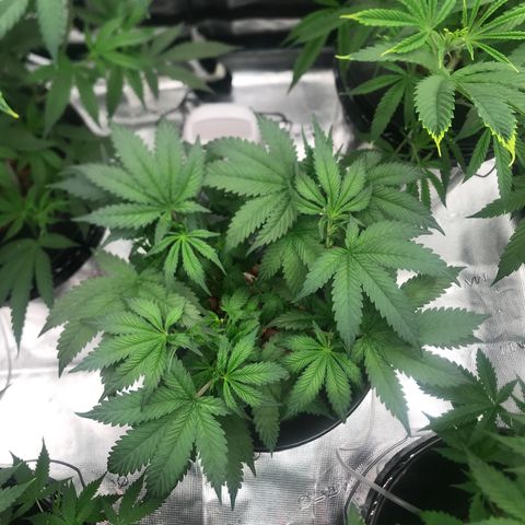 Brooke Hermied 8/8 Moved Outdoors growlog photo: 2nd Day after Defoliation