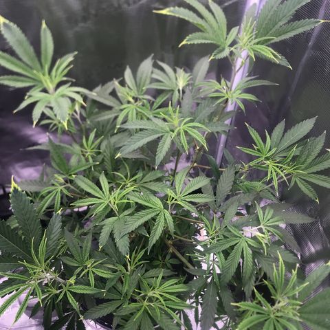 Molly growlog photo: 2nd Day after Defoliation