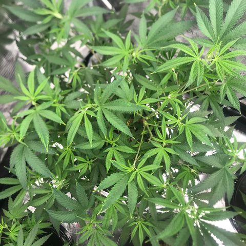 Nikki growlog photo: 2nd Day after Defoliation