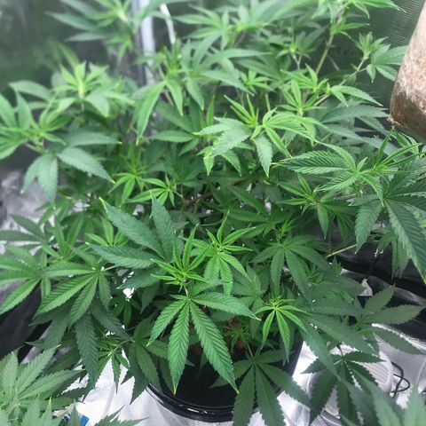 Nikki growlog photo: 2nd Day after Defoliation