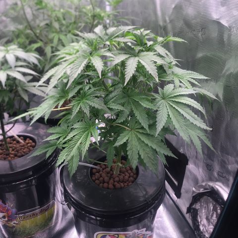 Thandie - Declared Male 7/23/2023 R.I.P growlog photo: 2nd Day after Defoliation