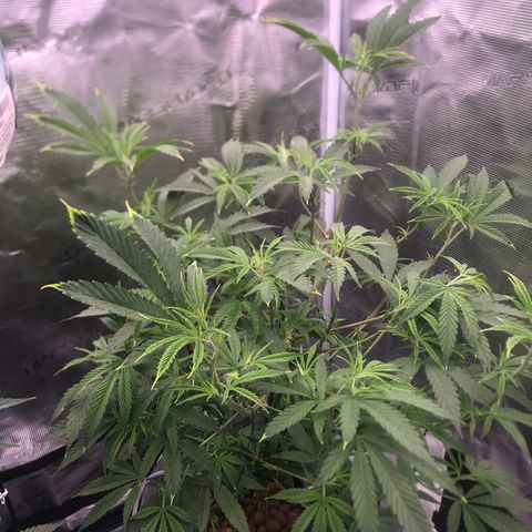 Molly growlog photo: 2nd Day after Defoliation