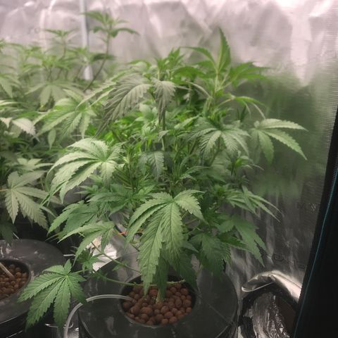 Thandie - Declared Male 7/23/2023 R.I.P growlog photo: This plant was a bit behind the others, decided to open up the canopy and take off some of the bigger fan leaves. Gives her a day to recover before I switch to 12/12 tomorrow. 