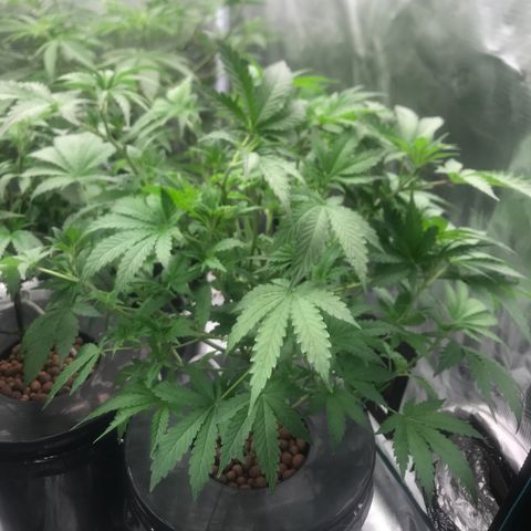 Thandie - Declared Male 7/23/2023 R.I.P growlog photo: This plant was a bit behind the others, decided to open up the canopy and take off some of the bigger fan leaves. Gives her a day to recover before I switch to 12/12 tomorrow. 