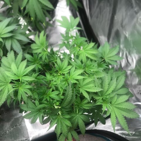 Thandie - Declared Male 7/23/2023 R.I.P growlog photo: This plant was a bit behind the others, decided to open up the canopy and take off some of the bigger fan leaves. Gives her a day to recover before I switch to 12/12 tomorrow. 