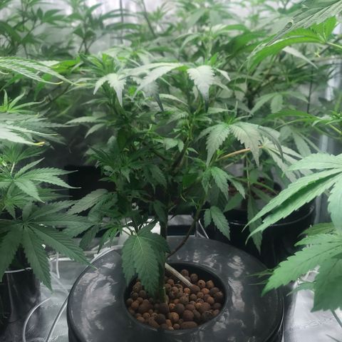 Brooke Hermied 8/8 Moved Outdoors growlog photo: Same as other plant, a little behind so I opened up the canopy a bit more today. She’s a little crowded in the middle but I’m going to let It ride and see how she flowers. 