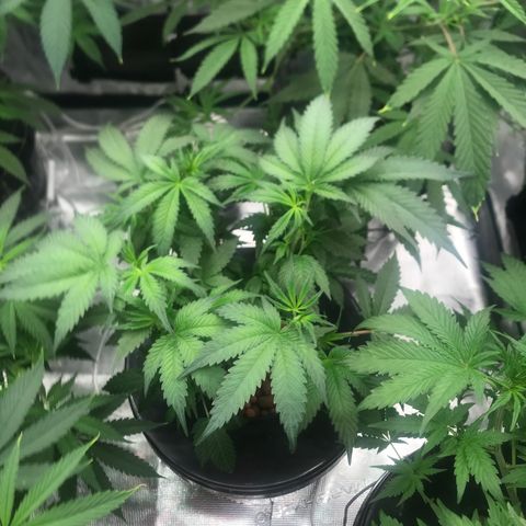 Brooke Hermied 8/8 Moved Outdoors growlog photo: Same as other plant, a little behind so I opened up the canopy a bit more today. She’s a little crowded in the middle but I’m going to let It ride and see how she flowers. 