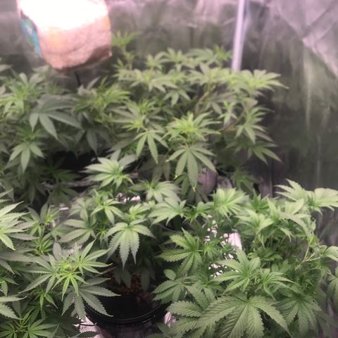 Brooke Hermied 8/8 Moved Outdoors growlog photo: Switching to 12/12 light cycle tomorrow (7/14) Going to be adding CALiMAGic to my Nutrient Mix.