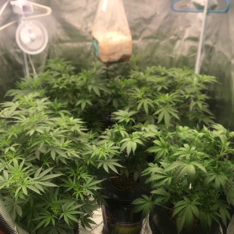 Brooke Hermied 8/8 Moved Outdoors growlog photo: Switching to 12/12 light cycle tomorrow (7/14) Going to be adding CALiMAGic to my Nutrient Mix.
