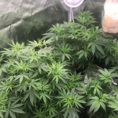 Brooke Hermied 8/8 Moved Outdoors growlog photo: Switching to 12/12 light cycle tomorrow (7/14) Going to be adding CALiMAGic to my Nutrient Mix.