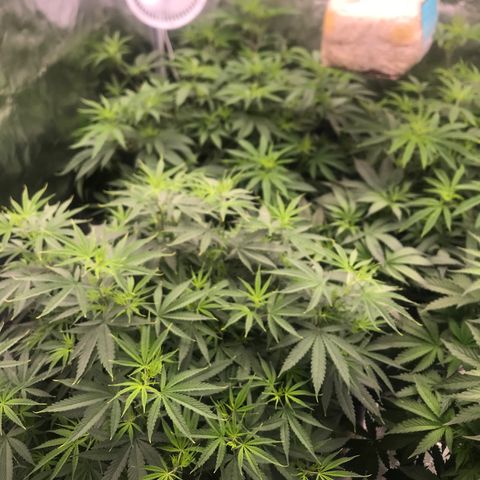 Brooke Hermied 8/8 Moved Outdoors growlog photo: Day 3 of 12/12 light cycle 