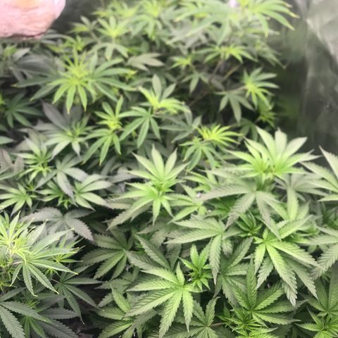 Brooke Hermied 8/8 Moved Outdoors growlog photo: Day 3 of 12/12 light cycle 