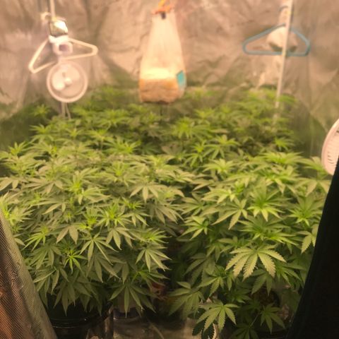 Brooke Hermied 8/8 Moved Outdoors growlog photo: Day 3 of 12/12 light cycle 