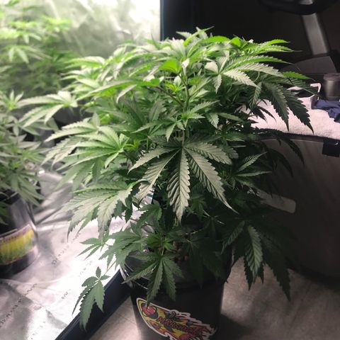 Thandie - Declared Male 7/23/2023 R.I.P growlog photo: Went with my gut and decided to Defoliate. 