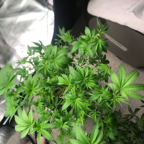 Thandie - Declared Male 7/23/2023 R.I.P growlog photo: Went with my gut and decided to Defoliate. 